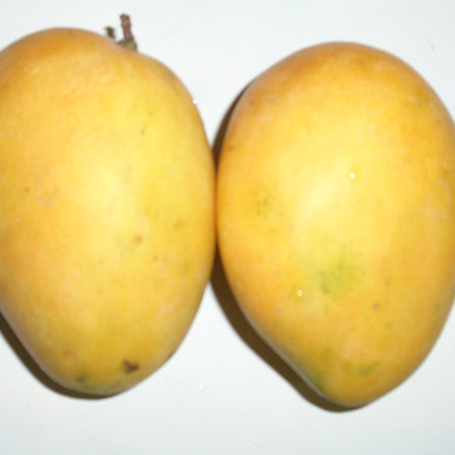 Sindhri Mango (Grade A) — سندھڑی آم (اے گریڈ) — Sukkur ke bazaar mein