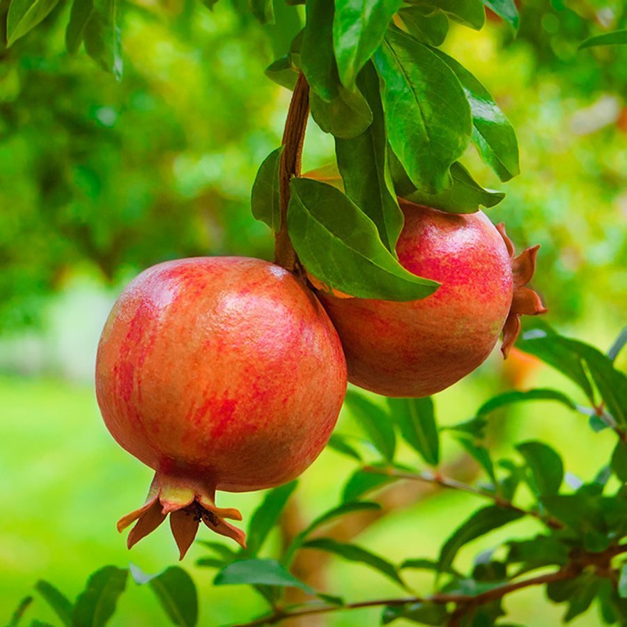 Kandhari Pomegranate (قندھاری انار) — Quetta ke bazaar mein